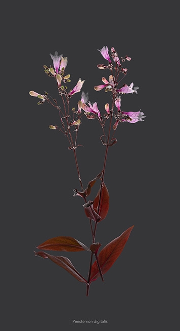 https://www.bertrandcarriere.com:443/files/gimgs/th-112_Fleur 3.jpg